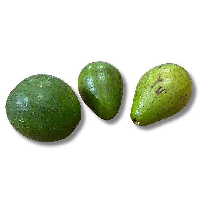 Avocado