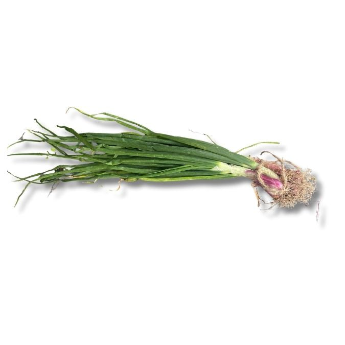 Spring Onion