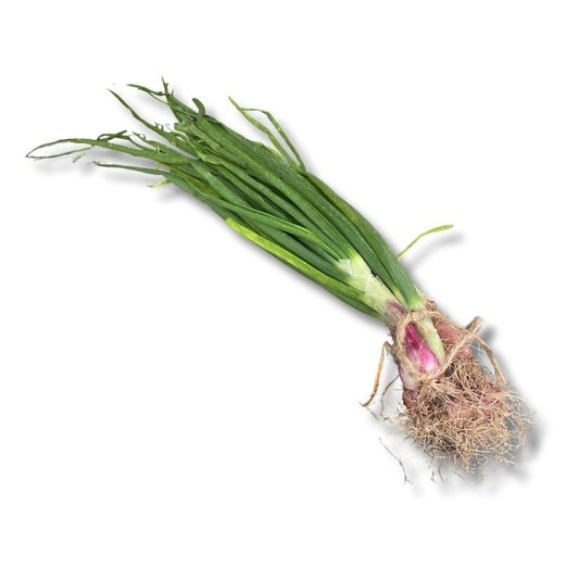 Spring Onion