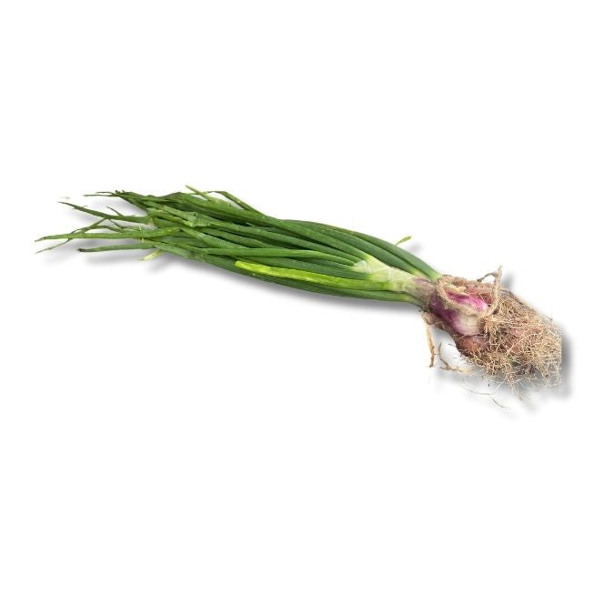 Spring Onion