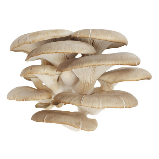 Brown Oyster Mushroom (200gm)