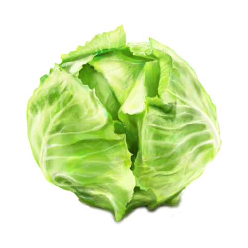 Cabbage